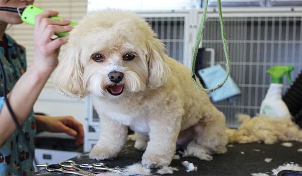 dog-groomers